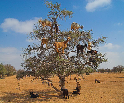 goatsintrees.jpg